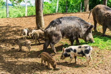 Komik küçük domuzu orman çayır üzerinde