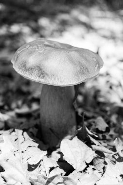 sahilde siyah beyaz mantar