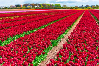 İnanılmaz renkli çiçek açan çiçekler yakın çekim