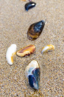 kıyı şeridi deniz kıyısı, deniz kabukları ile kumlu plaj yüzeyi