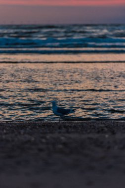 gün batımında sahilde deniz