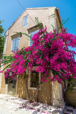 pembe çiçek açan ağaç evi parlak güneş ışığı altında tarafından