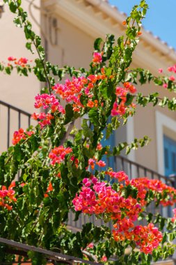 pembe çiçek açan ağaç ev balkon tarafından