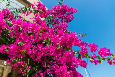 yemyeşil pembe çiçek açan çiçekler atış kapatmak