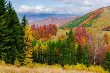 Ağaçlar ve bulutlu gökyüzü arka plan şaşırtıcı doğa manzaralı