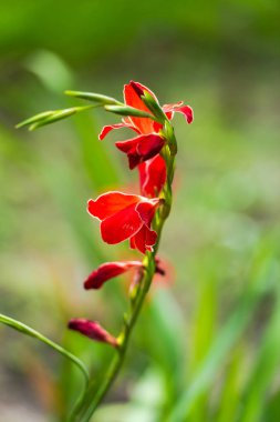 İnanılmaz renkli çiçek açan çiçekler yakın çekim