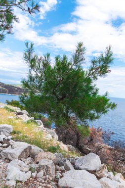 yaz doğa manzaralı 