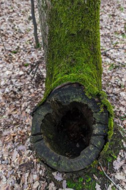 Sonbahar Ormanı çayırında yeşil yosun ile kaplı eski ağaç