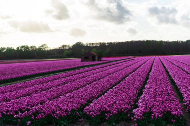Pembe lale çiçek bulutlu gökyüzü altında alan doğal görünümünü