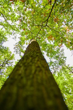 Sonbahar Ormanı çayırında eski ağacın alt görünümü