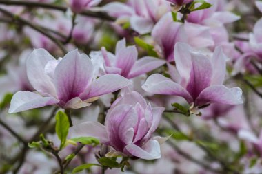 Şaşırtıcı ihale çiçek açan çiçekler yakın çekim