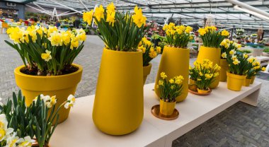 İnanılmaz renkli çiçek açan çiçekler yakın çekim