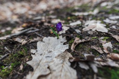 İnanılmaz renkli kış çiçek açan çiçek yakın çekim