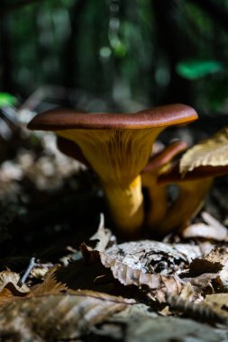 Orman içinde mantar