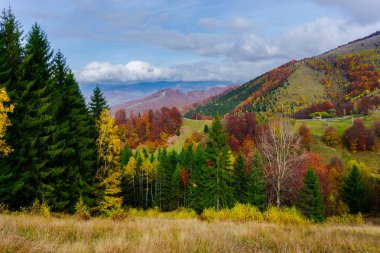 Ağaçlar ve bulutlu gökyüzü arka plan şaşırtıcı doğa manzaralı