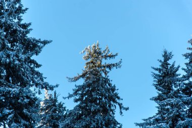 Çam ağaçları ve bulutlu gökyüzü arka plan şaşırtıcı doğa manzaralı