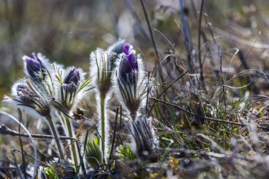 Şaşırtıcı ihale çiçek açan çiçekler yakın çekim