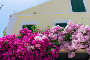 pembe çiçek açan ağaç evi parlak güneş ışığı altında tarafından
