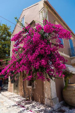 pembe çiçek açan ağaç evi parlak güneş ışığı altında tarafından