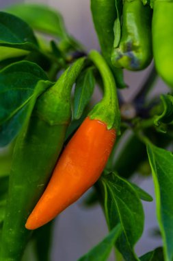 Olgun biber seçici odak 