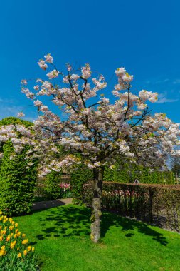 Bahar parkında çiçek açan ağaçlar