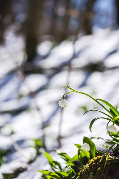Κοντινό Πάνω Από Εκπληκτικά Πολύχρωμα Ανθοφορία Λουλούδια Χιονοπτώσεις — Φωτογραφία Αρχείου