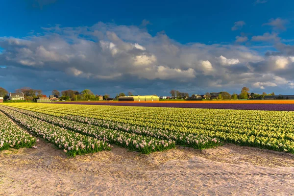 Primo Piano Incredibile Campo Fiori Colorati Fiore — Foto Stock