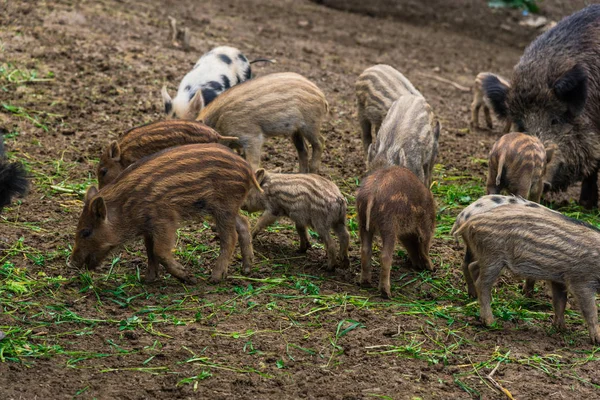 Pequeños Jabalíes Divertidos Prado Del Bosque — Foto de Stock