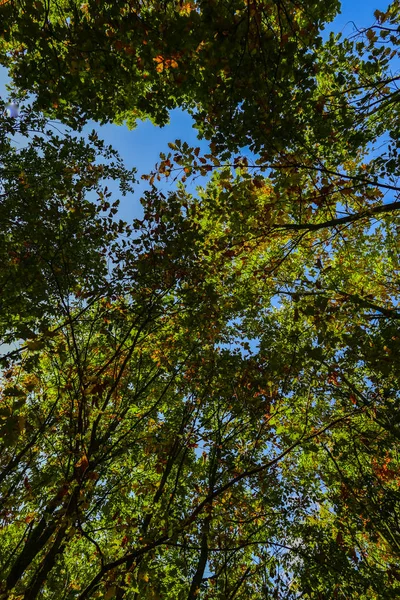 Spodní Obraz Zelených Stromů Lese — Stock fotografie