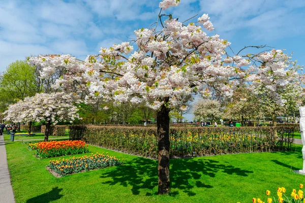 Bahar parkında çiçek açan ağaçlar