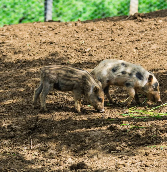 有趣的小野猪在森林草地上 — 图库照片