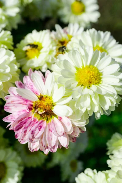 Nahaufnahme Von Erstaunlichen Bunten Blühenden Blume — Stockfoto