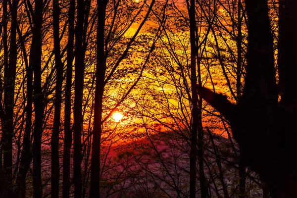 Alberi Rami Nudi Nella Foresta Autunnale — Foto Stock