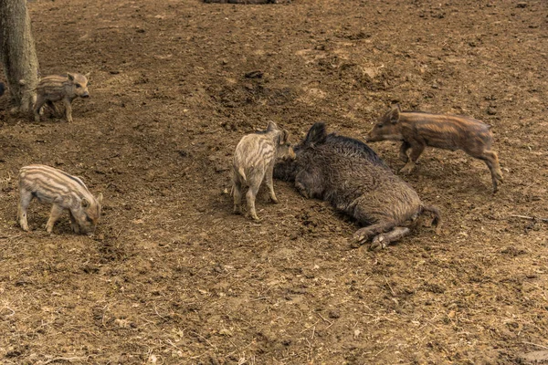 Смешные Маленькие Кабаны Лесном Лугу — стоковое фото