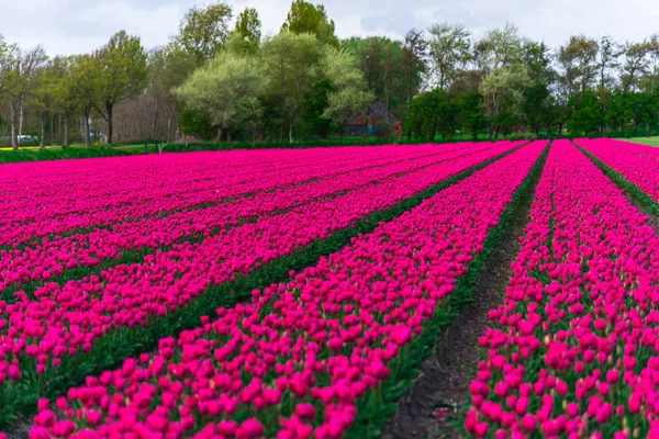 Zbliżenie Niesamowite Kolorowe Pola Kwitnących Kwiatów — Zdjęcie stockowe