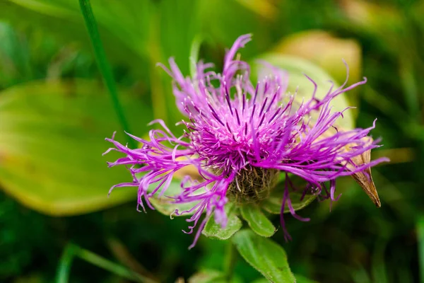 Close Amazing Colorful Blooming Flowers — Stock Photo, Image