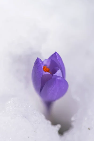 Close Van Verbazingwekkende Kleurrijke Bloeiende Bloem — Stockfoto