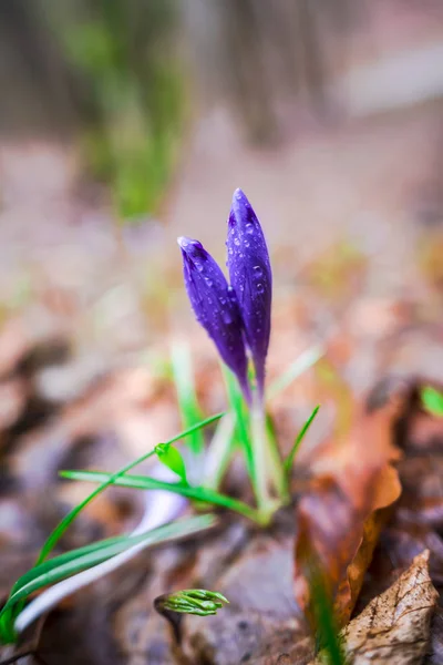 Vilda Våren Blomma Växer Skogen Tidigt Våren — Stockfoto