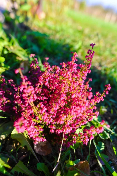 Primo Piano Colpo Piccolo Cespuglio Fiore Rosa Alla Luce Del — Foto Stock