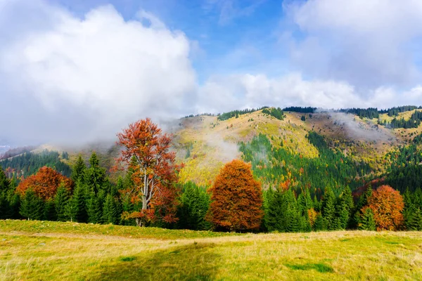 Atemberaubende Aussicht Auf Die Natur Mit Bäumen Und Bewölkten Himmel — Stockfoto