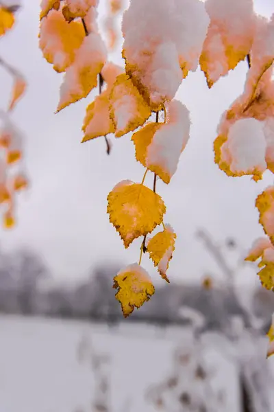 秋天的树叶被雪覆盖着 — 图库照片
