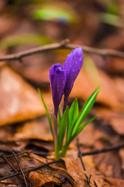 早春在森林地面上生长的野生春花 — 图库照片