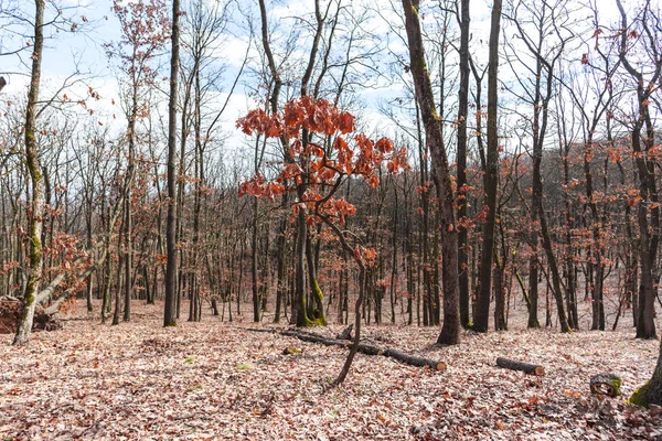 Yalnız Orman Çayırda Uzun Çıplak Ağaçlar — Stok fotoğraf