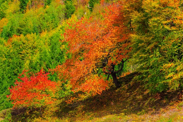 Nature Incroyable Avec Des Arbres Colorés Autour — Photo