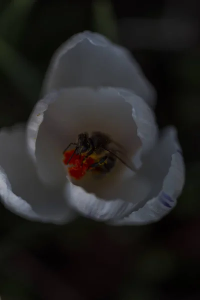 Close Van Verbazingwekkende Kleurrijke Bloeiende Bloem Met Bee Binnen — Stockfoto