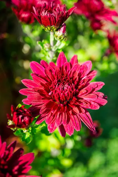 Gros Plan Fleurs Florissantes Colorées Étonnantes — Photo