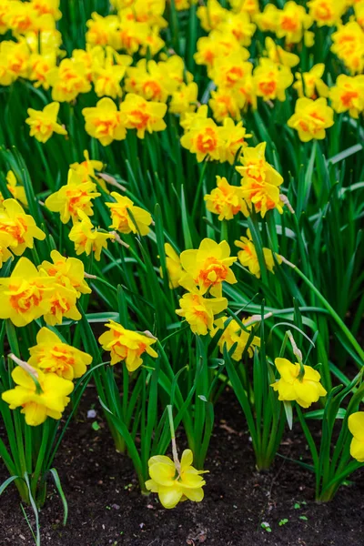 Nahaufnahme Von Erstaunlichen Bunten Blühenden Blumen — Stockfoto