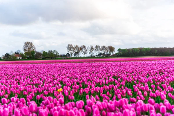 Malerischer Blick Auf Rosa Tulpen Blühendes Feld Unter Bewölktem Himmel — Stockfoto