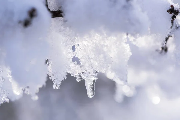 被冰雪覆盖的树枝特写 — 图库照片