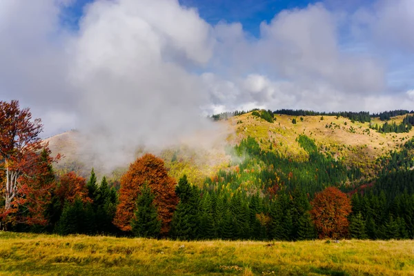 Ağaçlar ve bulutlu gökyüzü arka plan şaşırtıcı doğa manzaralı